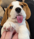 #1 TikTok Beagle logo