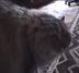 NONONONO CAT⠀⠀⠀⠀⠀⠀⠀⠀⠀⠀⠀⠀⠀⠀⠀⠀⠀⠀⠀⠀⠀⠀⠀⠀⠀⠀⠀⠀⠀⠀⠀⠀⠀⠀⠀⠀⠀DSN4PV1RbM3fCf6Fing64rqpCtnZM8HC4cVPByLopump logo
