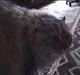NONONONO CAT⠀⠀⠀⠀⠀⠀⠀⠀⠀⠀⠀⠀⠀⠀⠀⠀⠀⠀⠀⠀⠀⠀⠀⠀⠀⠀⠀⠀⠀⠀⠀⠀⠀⠀⠀⠀⠀DSN4PV1RbM3fCf6Fing64rqpCtnZM8HC4cVPByLopump logo