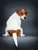 dog backwards logo