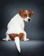 dog backwards logo