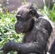 New Euthanized Chimpanzee  logo