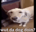 What the dog doin? logo