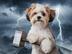 thor dog logo