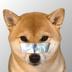 taped dog logo