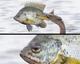 sad fish logo