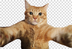 Mr. Meow logo