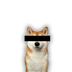 classified dog logo