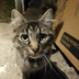 Rescue Cat ⠀⠀⠀⠀⠀⠀⠀⠀⠀⠀⠀⠀⠀⠀⠀⠀⠀⠀⠀⠀⠀⠀⠀⠀⠀⠀⠀⠀⠀⠀⠀⠀⠀⠀⠀⠀⠀⠀⠀⠀⠀⠀sHYk1cybeWze9yyD7m74hPk1h1vYxHTtBmCQXSgV7pump logo