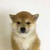 WOOFY ⠀⠀⠀⠀⠀⠀⠀⠀⠀⠀⠀⠀⠀⠀⠀⠀⠀⠀⠀⠀⠀⠀⠀⠀⠀⠀⠀⠀⠀⠀⠀⠀⠀⠀⠀⠀⠀s5ZwCq4J88jngMAQ4N9B6BtKzu9BXcdFfgLPwE6Trpump logo