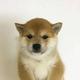 WOOFY ⠀⠀⠀⠀⠀⠀⠀⠀⠀⠀⠀⠀⠀⠀⠀⠀⠀⠀⠀⠀⠀⠀⠀⠀⠀⠀⠀⠀⠀⠀⠀⠀⠀⠀⠀⠀⠀s5ZwCq4J88jngMAQ4N9B6BtKzu9BXcdFfgLPwE6Trpump logo