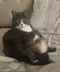 Samuel the OBESE Cat logo