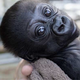 ABEO the baby gorilla⠀⠀⠀⠀⠀⠀⠀⠀⠀⠀⠀⠀⠀⠀⠀⠀⠀⠀⠀⠀⠀⠀⠀⠀⠀⠀⠀⠀⠀⠀⠀⠀⠀⠀⠀⠀⠀126UrHYrvCwvgtyNTpLHWAtunfig5HfY3168AW9Mpump logo