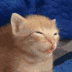 temmie logo