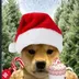 wifmas logo