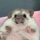 Dochi the Hedgehog⠀⠀⠀⠀⠀⠀⠀⠀⠀⠀⠀⠀⠀⠀⠀⠀⠀⠀⠀⠀⠀⠀⠀⠀⠀⠀⠀⠀⠀⠀⠀⠀⠀⠀⠀⠀⠀⠀⠀⠀⠀⠀⠀⠀⠀⠀⠀⠀⠀⠀⠀⠀⠀⠀⠀⠀⠀⠀⠀⠀⠀⠀⠀⠀⠀⠀⠀⠀⠀⠀⠀⠀⠀⠀⠀⠀⠀⠀ 9vSZKfjYTDLxNkHo2tKY79yt3KRW6cZvJMu3k5Qupump logo