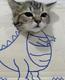the dino cat logo