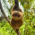 Molé The Sloth⠀⠀⠀⠀⠀⠀⠀⠀⠀⠀⠀⠀⠀⠀⠀⠀⠀⠀⠀⠀⠀⠀⠀⠀⠀⠀⠀⠀⠀⠀⠀⠀⠀⠀⠀⠀⠀BV1UAmoLUTjHJkQd624EvKxjYiiAWJ3e8rRMFus1pump logo