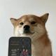 Selfie Dog logo