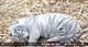 New Born Baby Tiger logo