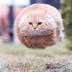 BALLCAT logo