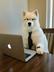 The Dev Dog logo