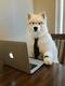 The Dev Dog logo
