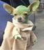 Chihuahua Yoda logo