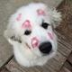 Kissed dog logo