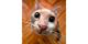 LOLI CAT logo
