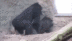 Humping Gorilla logo