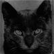 MURDER CAT logo