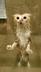 Showered cat logo