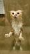 Showered cat logo