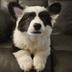 bloke dog logo
