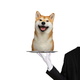 served dog logo