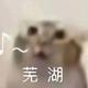 Binance Cat logo