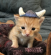 Smol Viking Cat logo