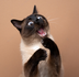 silly cat logo