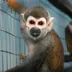 Escaped Lab Monkeys logo