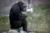 Pyongyang Zoo Smoking Chimp logo