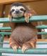 Boris The Sloth logo