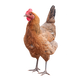 Chicken logo