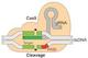 Cas9 logo
