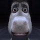 Staring Donkey logo