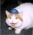 JEW CAT logo