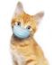 CAT WITH MASK logo