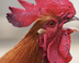 Gently Used Chicken logo