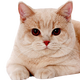 Gigacat⠀⠀⠀⠀⠀⠀⠀⠀⠀⠀⠀⠀⠀⠀⠀⠀⠀⠀⠀⠀⠀⠀⠀⠀⠀⠀⠀⠀⠀⠀⠀⠀⠀⠀⠀⠀⠀7p6aahTSX54sWFTUTjMrKHQto75DdeVNKQkQbnL1pump logo