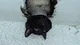 the cat gets stuck in drainpipe logo